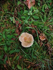 Lactarius utilis