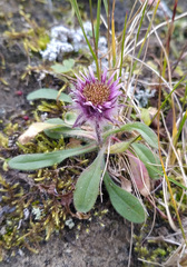 Erigeron eriocephalus