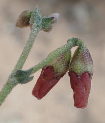 Hermannia pulverata