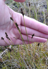 Carex lachenalii