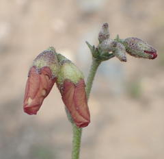 Hermannia pulverata