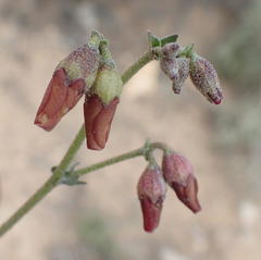 Hermannia pulverata