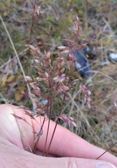 Poa alpigena