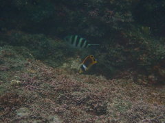 Chaetodon auripes