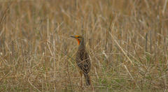 Macronyx capensis capensis
