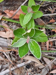 Olearia stilwelliae