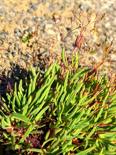 Creeping Baby's-breath