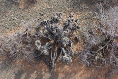 Salsoloideae