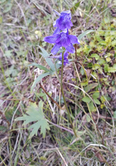 Delphinium middendorffii