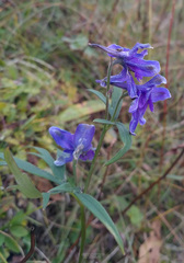 Delphinium middendorffii
