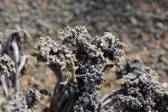 Salsoloideae
