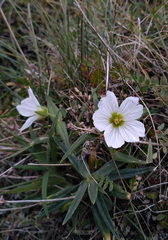 Cerastium maximum