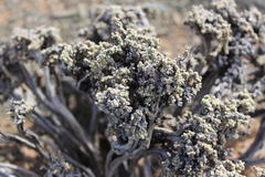 Salsoloideae