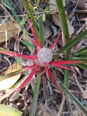 Bromelia goyazensis