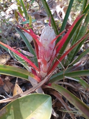 Bromelia goyazensis
