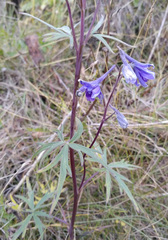 Delphinium middendorffii