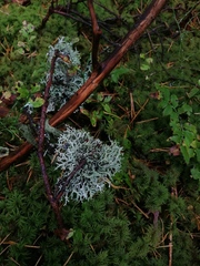 Pseudevernia furfuracea