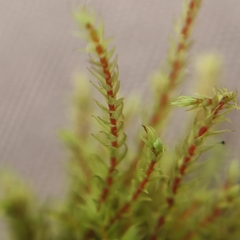 Philonotis caespitosa