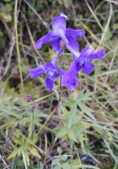 Delphinium middendorffii