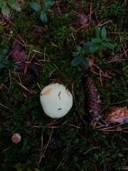 Hygrophorus melizeus