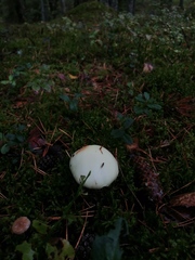 Hygrophorus melizeus