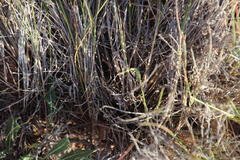 Enneapogon scoparius