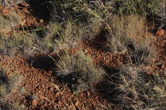 Enneapogon scoparius