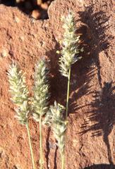 Enneapogon scoparius