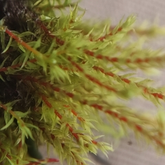 Philonotis caespitosa