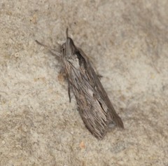 Cucullia laetifica