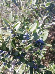 Phillyrea latifolia media