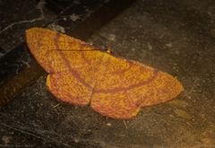 Eumelea rosalia