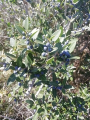 Phillyrea latifolia media