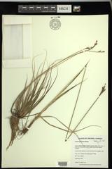 Carex parryana