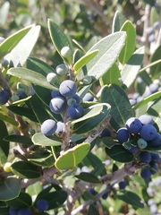 Phillyrea latifolia media