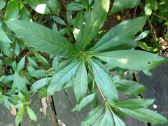 Rauvolfia verticillata