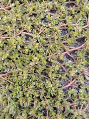 Portulaca oleracea