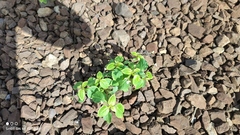 Impatiens parviflora