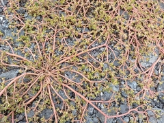 Portulaca oleracea