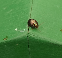 Chrysolina americana