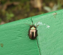 Chrysolina americana