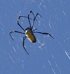 Trichonephila inaurata inaurata