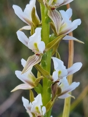 Prasophyllum spicatum