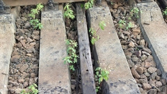 Impatiens parviflora