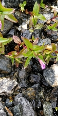 Epilobium alsinifolium