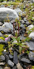 Epilobium alsinifolium