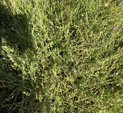 Plagiobothrys canescens