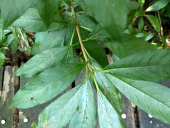 Rauvolfia verticillata