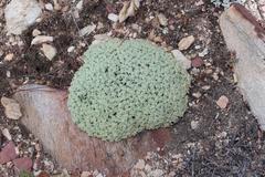 Helichrysum zwartbergense