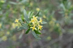 Pimelea microcephala microcephala